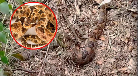 Capturan a serpiente venenosa gigante de 4 metros en Jaén: avistamientos de macanche aumentan por sequía