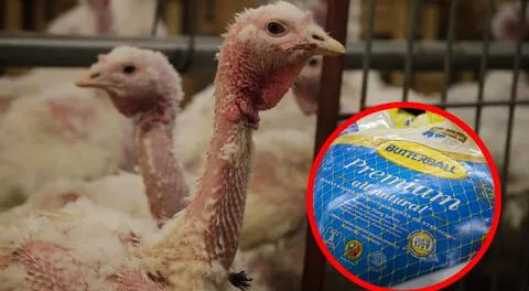 PETA denuncia a Butterball por abuso sexual a pavos en EE. UU.: video confirma maltrato de la empresa