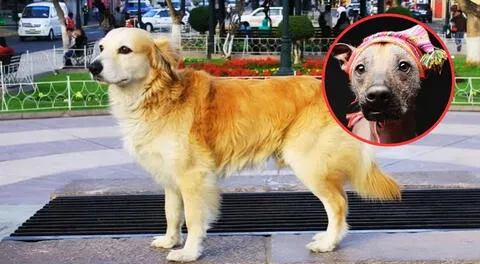 El chiribaya, la raza de perro originaria de Perú que habría sido más importante que el perro calato: eran enterrados con honores