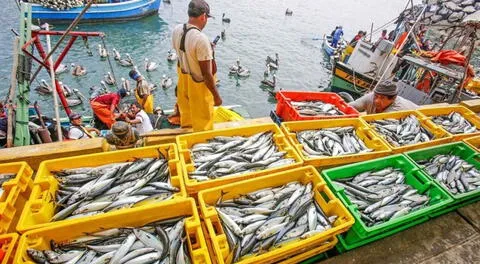 Hace 18 meses que pescadores artesanales esperan  que PRODUCE publique reglamento de Ley 31749