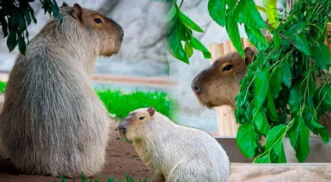 Wilson, el capibara del año del Parque de las Leyendas: dónde verlo y qué evitar hacer cerca de él