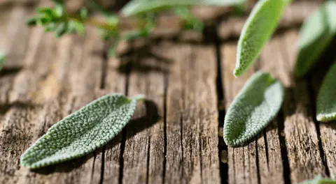 La planta que podría regular el azúcar en sangre y potenciar la memoria: ¿cuál es y cómo utilizarla?