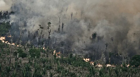 "Un año atípico y alarmante": incendios en Brasil devastaron 30,8 millones de hectáreas en 2024, alerta informe