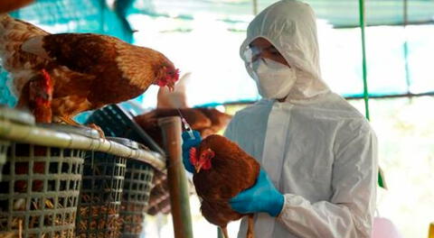 Perú se declara país libre de Influenza Aviar ante Organización de Salud Animal