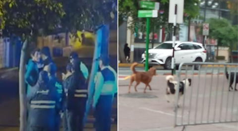 Identifican y denuncian a dueño de perros que mataron en manada a gatito en Parque Kennedy