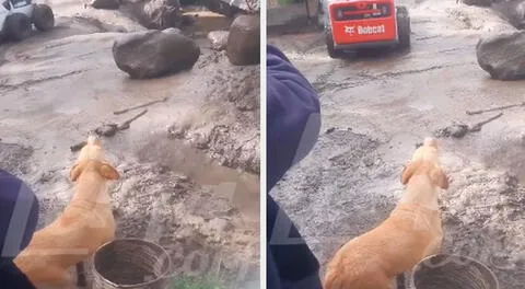 Perrito llora desconsolado al ver que huaico sepultó a su dueño en su casa de Huaraz