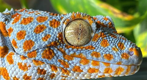 Científicos descubren un misterioso animal que tiene un 'sexto sentido', le permite comunicarse a través del suelo y el agua