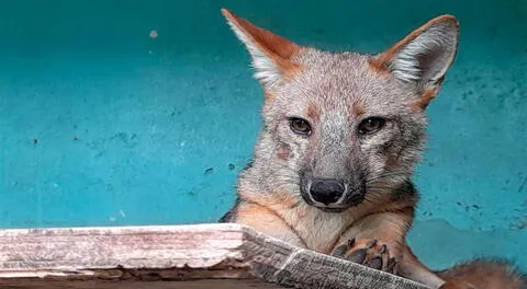 ¿Qué pasó con Run Run, el zorrito que generó revuelo al ser vendido como pastor alemán en Lima y trasladado a un zoológico de Cajamarca?