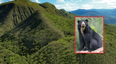 Crean nueva área de conservación en Cajamarca: es hábitat de especies amenazadas, como osos de anteojos, pumas y tigrillos