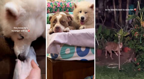 Perritos se entristecen al ver que su 'hermano de cuatro patas' falleció: uno de ellos intentó desenterrarlo