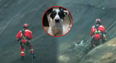 Bombero salva la vida de 'Goliath': perrito había quedado atrapado en acantilado de Costa Verde