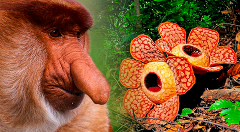 Esta isla le pertenece a 3 países distintos, alberga a la flor más grande del mundo y es la tercera con mayor extensión en la Tierra