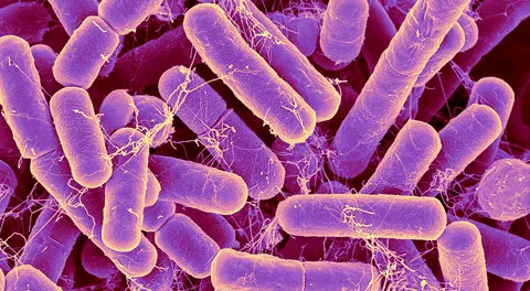 Un nuevo estudio revela que el consumir leche mejora el ecosistema intestinal y el queso alteraría su equilibrio