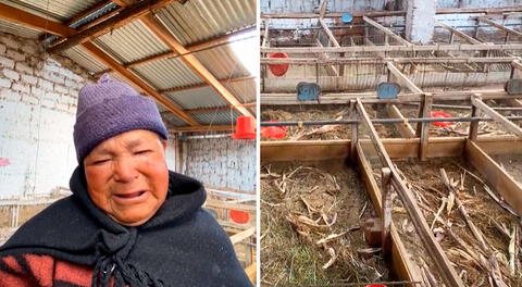 Adulta mayor rompe en llanto al ver que delincuentes le robaron sus 500 cuyes en Huancayo
