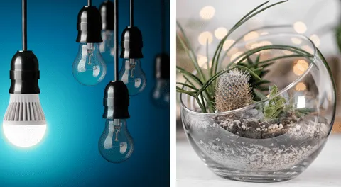 ¿Qué hacer con los focos quemados? Recíclalos y crea decoraciones ecoamigables para tu hogar