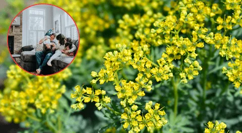 El poderoso ritual con hojas de ruda que transforma tu casa en un espacio limpio y protegido
