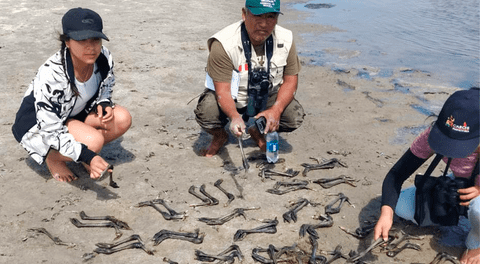 Denuncian matanza de flamencos en Piura: voluntarios animalistas exigen intervención de las autoridades