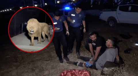Un león escapó de un zoológico en Turquía, atacó a un granjero y este lo venció con sus propias manos: “Lo asfixié”