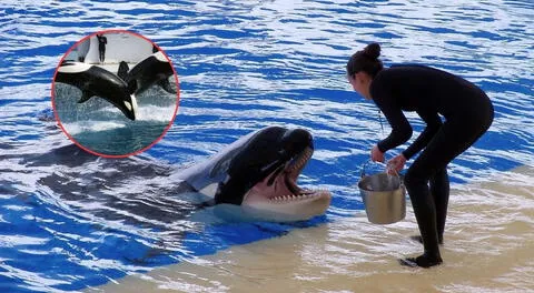 ¿Por qué las orcas ofrecen alimentos a los humanos como si fueran de su manada? Estudio científico ofrece nuevos hallazgos