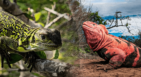 Descubren dos crías de iguana rosada de Galápagos y dan esperanza a esta especie en peligro crítico de extinción