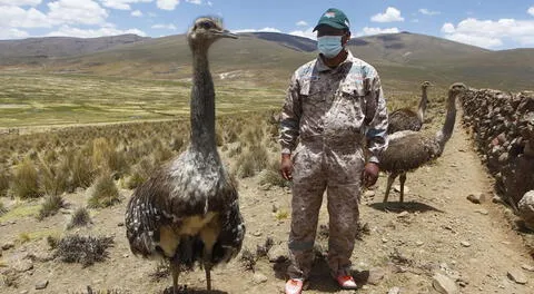 21 suris andinos mueren por intensa ola de frío en el altiplano de Puno