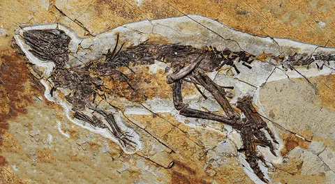 Un nuevo fósil revela que los dinosaurios no rugían como lo imaginábamos, sino que cantaban como los pájaros