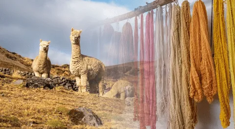 Exportaciones de fibra de alpaca crecieron 9,1% y ya suman US$88 millones: China, Italia y EE.UU. lideran demanda