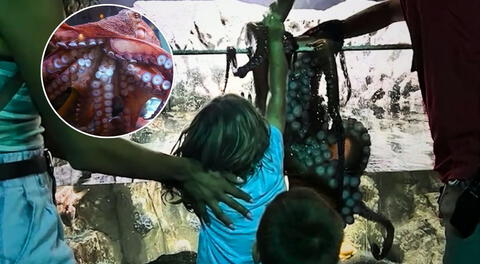 Niño de 6 años queda gravemente herido tras ser atacado por pulpo gigante en acuario de Texas, EEUU: animal no lo soltaba