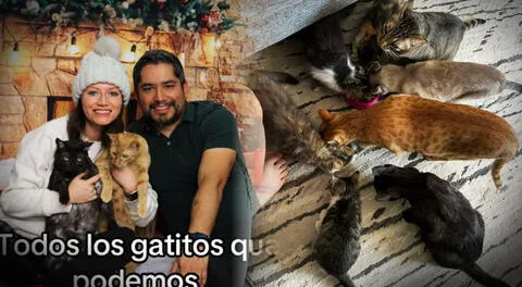 Pareja comparte su 'problema gatuno' y se ganan el corazón de los usuarios: "Ya conocí la envidia"