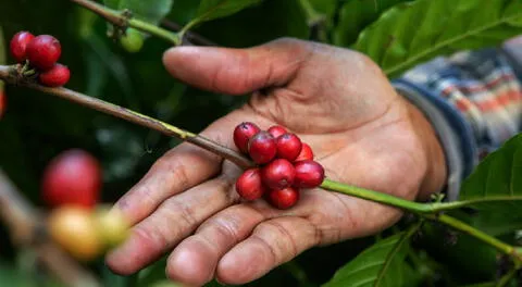 Starbucks Perú lanza la 4.ª edición de “Todos Somos Café” para apoyar a caficultores en Tingo María