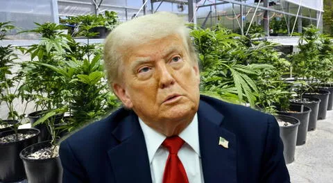 Donald Trump evalúa reclasificar la marihuana como una droga menos peligrosa en EEUU, según Wall Street Journal