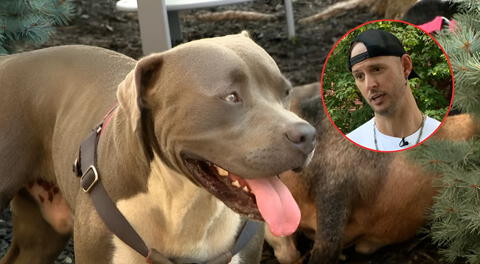 Pitbull héroe guía a un hombre hasta sus dueños inconscientes y les salva la vida en EEUU: “Un perro que los quiere mucho”