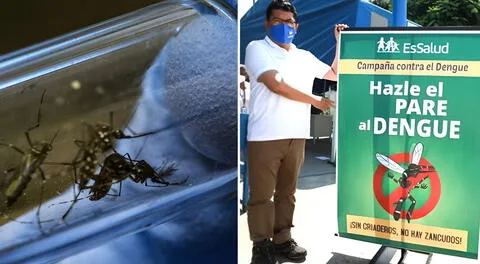 Este distrito de Lima Norte será el primero en aplicar la estrategia Wolbachia contra el dengue