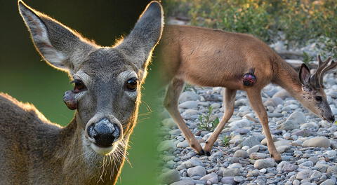 Ciervos con verrugas extrañas causan alarma tras brote de virus en EEUU: deambulan por patios y áreas silvestres