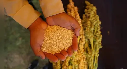 El país de Sudamérica que supera a Bolivia en el mercado mundial de la quinua y lidera con exportaciones de US$140 millones