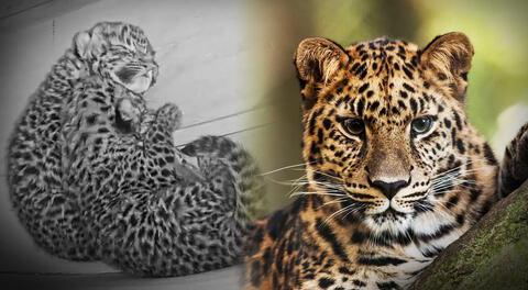 Esperanza felina: zoológico de EEUU celebra nacimiento de dos leopardos en peligro de extinción
