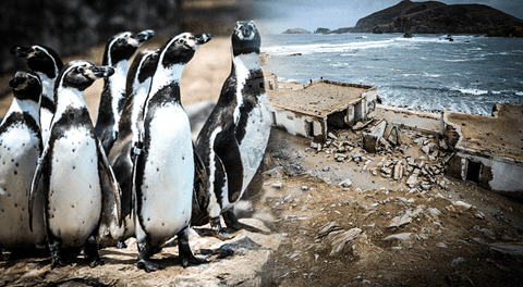 Construcción del penal El Frontón amenaza especies en peligro de extinción: proyecto afectaría refugio natural de aves marinas