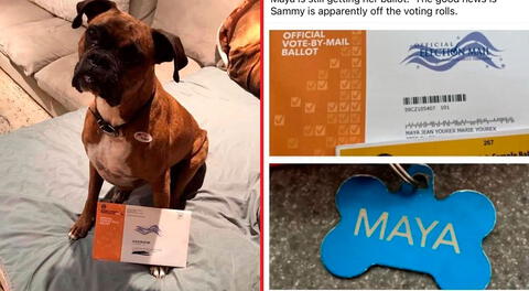 Estados Unidos: mujer acusada de registrar a su perro para votar podría ir 6 años a la cárcel