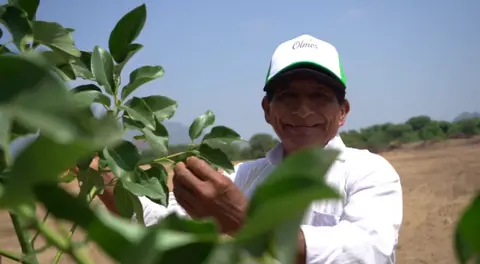 Olmos Siembra: el proyecto sostenible de H2Olmos que impulsa a agricultores en Lambayeque