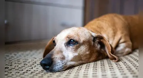 ¿Licencia por la muerte de tu mascota? Congreso propone proyecto que daría hasta tres días de ausencia