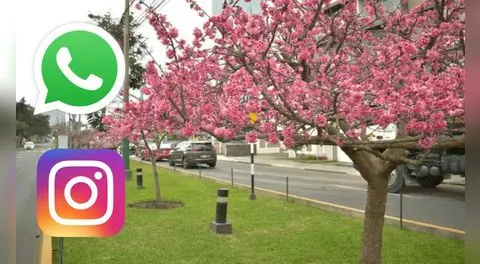 50 frases del Día de la Primavera en Perú: comparte estos mensajes bonitos HOY 23 de septiembre vía WhatsApp y Instragram