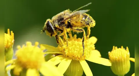 Científicos proponen utilizar el polen para resolver uno de los mayores problemas ambientales del planeta