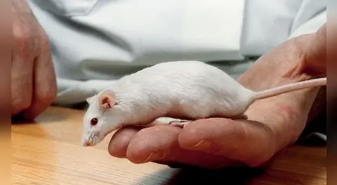 El COVID-19 podría provocar aumento de la ansiedad hereditaria, según estudio en ratones