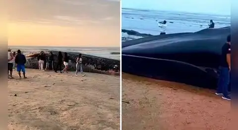 Inmenso cadáver de una ballena azul aparece en balneario de Punta Mero, en Tumbes: vecinos advierten que cetáceo empieza a hincharse