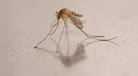 Por primera vez se detectan mosquitos en Islandia, uno de los pocos lugares libres de ellos