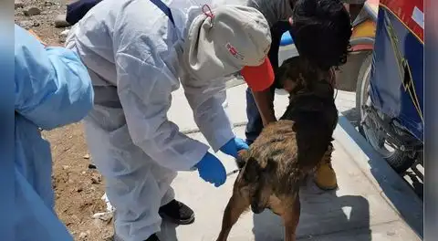 Casos de rabia en Perú no son atendidos con urgencia: mordeduras de animales se incrementa en Arequipa y la Amazonía