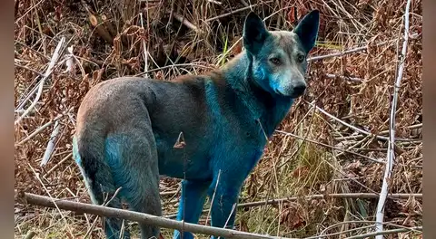 Científicos confirman que sí existen unos perros azules en Chernóbil, pero no son mutantes