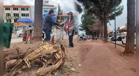 Vecinos denuncian tala indiscriminada de árboles por parte de la Municipalidad del Cusco