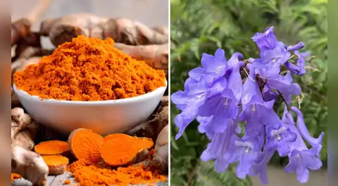 Cúrcuma y jacarandá: el Instituto Nacional de Salud revela su potencial anticancerígeno en nuevas investigaciones