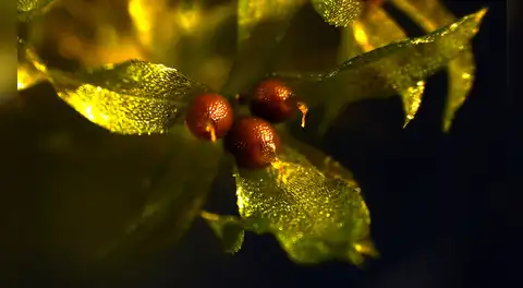 Científicos dejaron una planta en el vacío del espacio, sobrevivió 9 meses y terminó de crecer en la Tierra